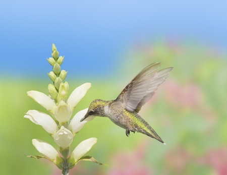 Hummingbird feeding on Turtlehead, latin name - Chelone glabra, white wild flower nectar. Latin name - Archilochus colubris.の写真素材
