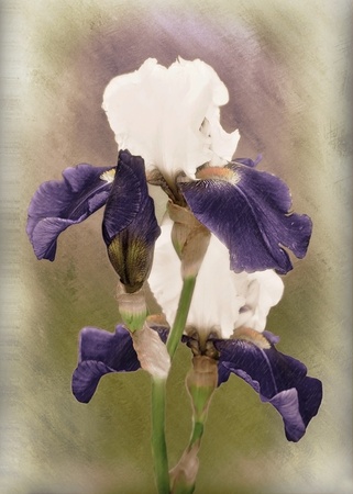 Vintage iris flower Purple Iris is symbol of wisdom and compliments の写真素材