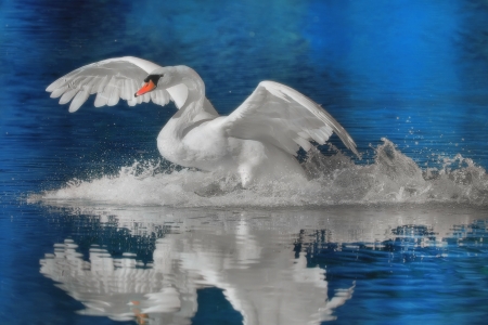 Mute swan landing   Latin name -  Cygnus olor の写真素材