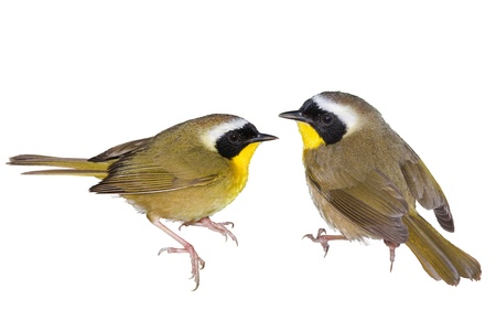 Common Yellowthroat warbler  Latin name - Geothlypis trichas  Isolated の写真素材