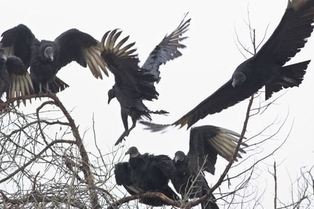 Black Valtures flock gathering in the tree. Latin name - Coragyps atratus.の写真素材