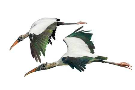 Wood stork in flight, isolated on white. Latin name - Mycteria americana.の写真素材