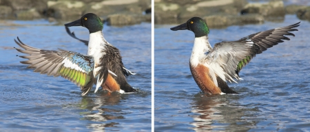 A male Northern Shoveler flopping his wings  Latin name - Anas clypeata の写真素材