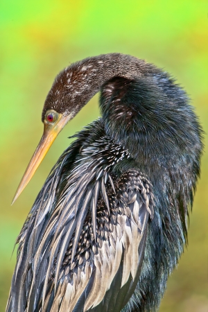 Anhinga, close up. Latin name - Anhinga anhinga.の写真素材