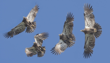 Juvenile American Bald Eagle in flight. Latin name -  Haliaeetus leucocephalus.の写真素材
