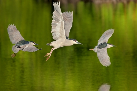 Black crowned Night heron in flight. Latin name - Nycticorax nycticorax.の写真素材