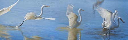 Great Egret in flight with catch. Latin anme - Ardea alba.の写真素材
