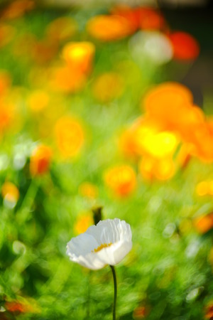 Garden of soft sunshine white poppy flowersの写真素材
