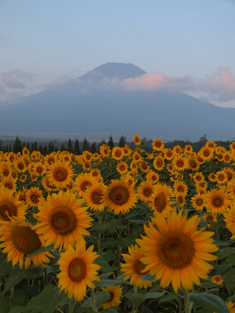 Fuji mountain and sunflower fieldの写真素材