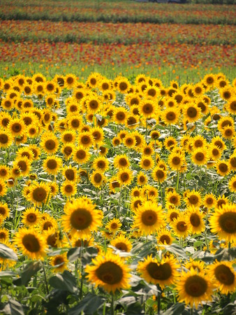 Midsummer of sunflower fieldの写真素材
