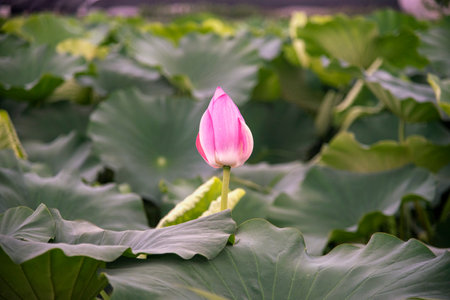 Single_Pink_Lotus_Bud_Focal_Pointの写真素材