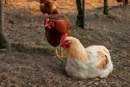 Rooster And Hen Looking At Something Togetherの写真素材