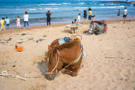 Dwarf Horseの写真素材