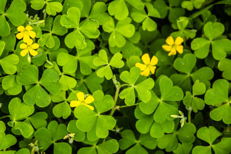 Roadside grassの写真素材