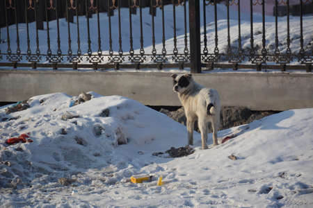 Dogのeditorial素材