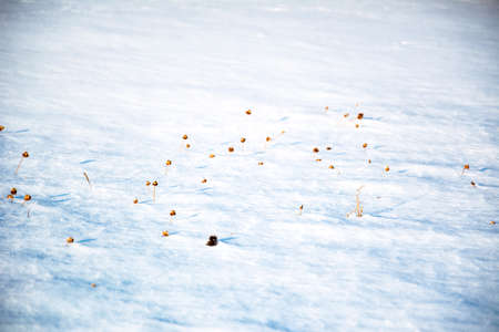 Snow