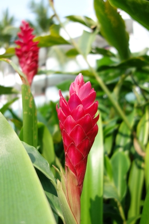 beautiful flower in redの写真素材