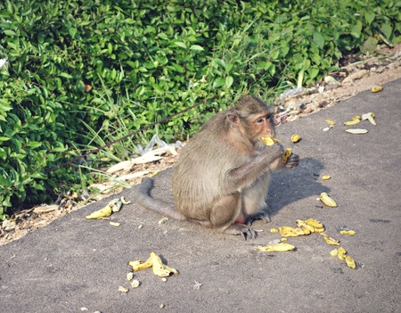 Monkey eating a bananaの写真素材