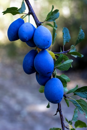 Plums on the tree in a gardenの写真素材