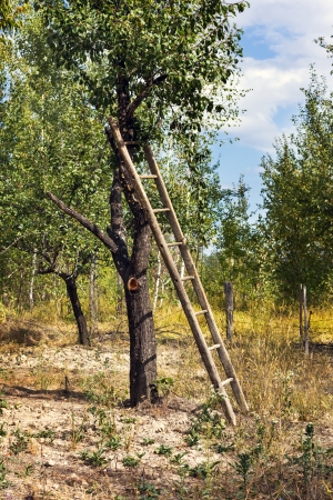 a ladder on an old treeの写真素材