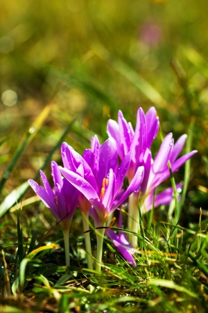 Wet violet crocus flowers growing in the ground- spring landscape の写真素材