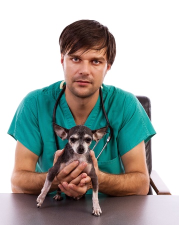 Young veterinarian doctor holding a chihuahua dog isolated on white backgroundの写真素材