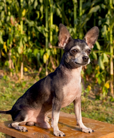 chihuahua dog looking at somethingの写真素材