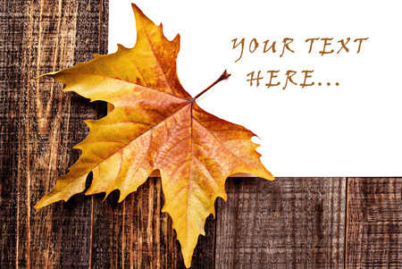 Autumn leaf on wooden boardsの写真素材