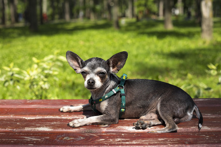 Adorable chihuahua dog sitting on a bench in the parkの写真素材