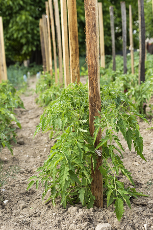 Green tomato plant growing in the gardenの写真素材