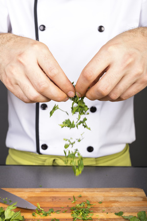 Hands of a chef  preparing food with organic fresh parsleyの写真素材