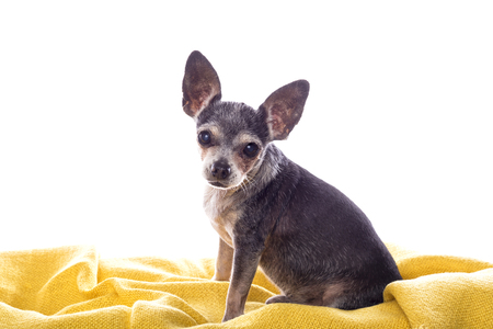 Closeup of a chihuahua dog under at homeの写真素材