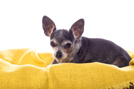 Closeup of a chihuahua dog under the blanket at homeの写真素材
