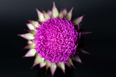 Purple thistle bud stamens closeup isolated on black backgroundの写真素材