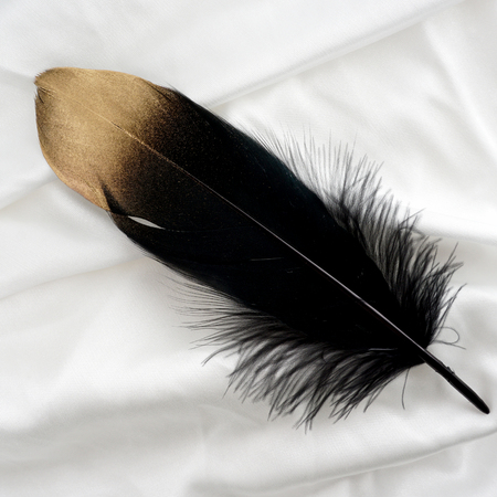 luxury gilded gold golden black swan feather on silk cloth backgroundの写真素材