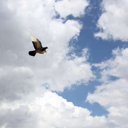 bird into the skyの写真素材