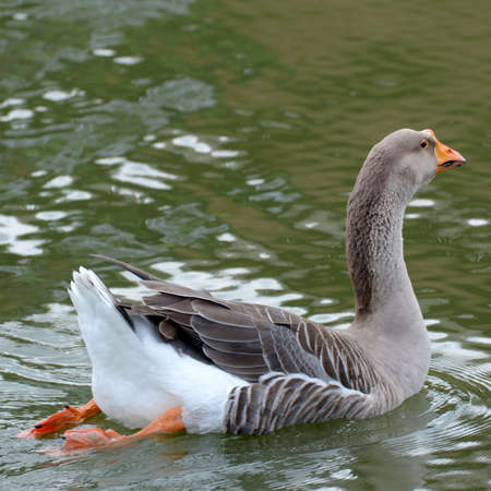 duck in the riverの写真素材