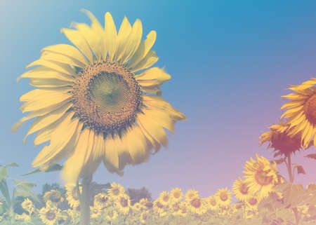 flower in soft focusの写真素材