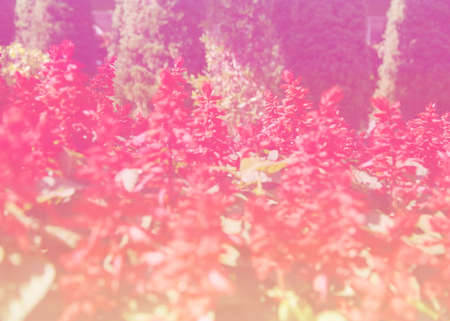 flower in soft focusの写真素材