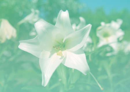 flower in soft focus