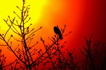 twigsの写真素材