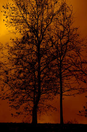 burning trees
