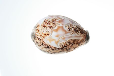    art carve  shell  with dragon and phoenix