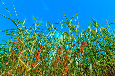 green grasses under the blue skyの写真素材