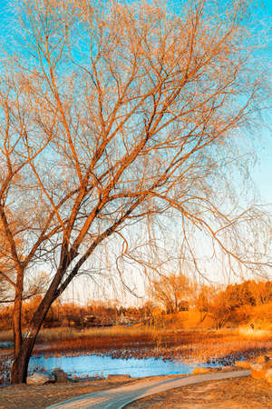 natural sceneryの写真素材