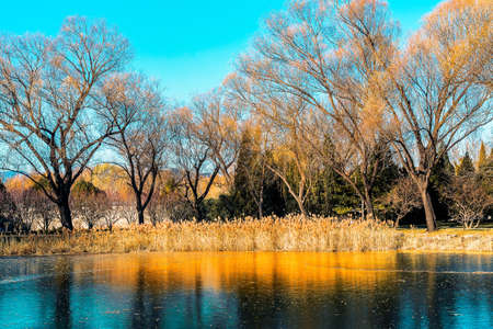 Trees   by the lakeの写真素材