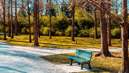 wooden bench at park sceneryの写真素材