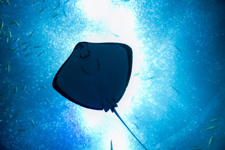 Looking up at stingray in aquarium