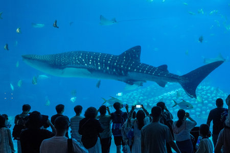 Visitor looking at whale shark in aquarium