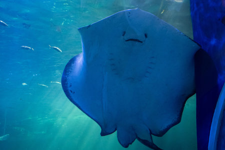 Stingray sticking on the glass aquarium